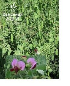 Семена гороха посевного сорт Николка (пелюшка) Семена гороха посевного сорт Николка (пелюшка)