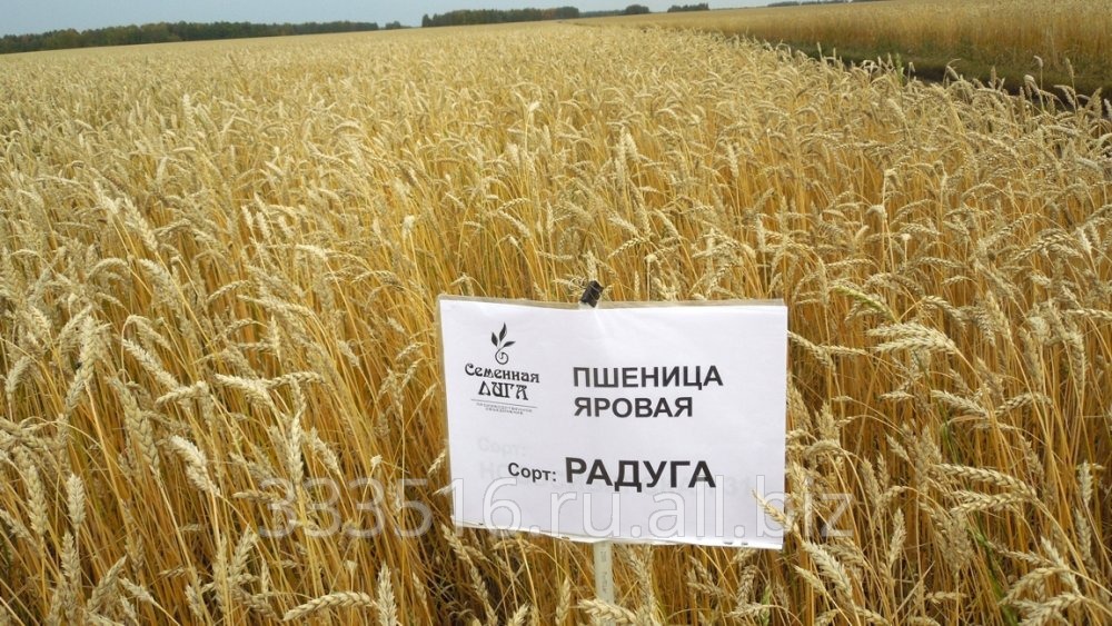 Семена пшеницы яровой мягкая сорт Радуга Семена пшеницы яровой мягкая сорт Радуга