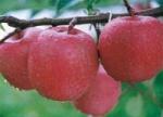 Яблоки Фуджи