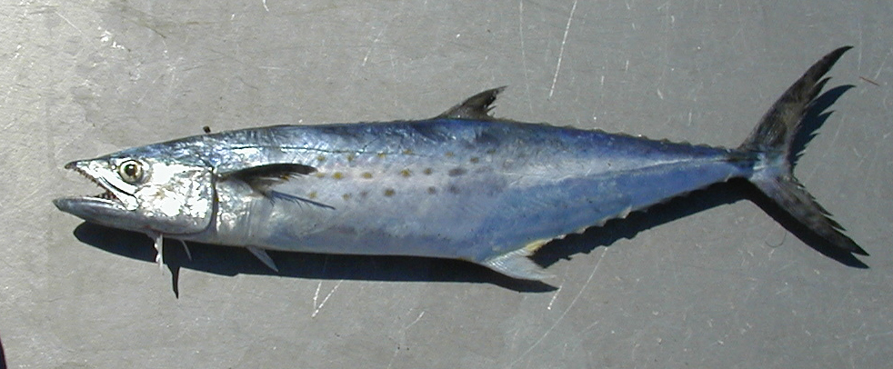 Королевская скумбрия (King Mackerel)