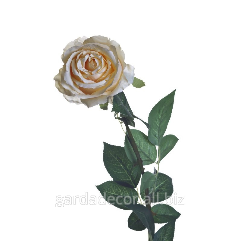Роза кремовая 8J-1211S0019