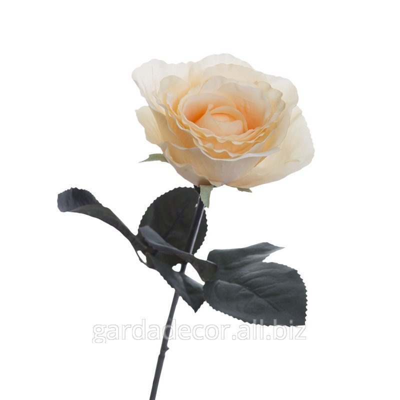 Роза кремовая 8J-1211S0004