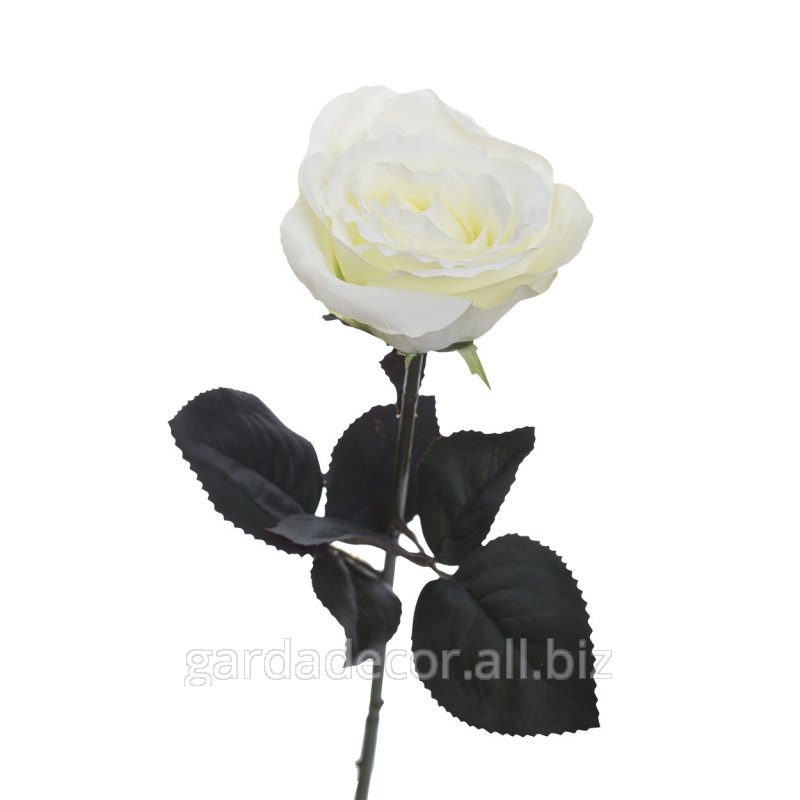 Роза белая 8J-1211S0001