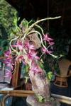 Орхидея на высокой коряге