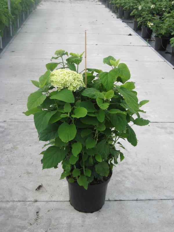 Гортензия древовидная (Hydrangea arborescens Annabelle C1,5 25-30) ,