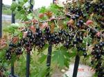 Йошта х (Ribes nidigrolaria Josta P9 20-25) ,