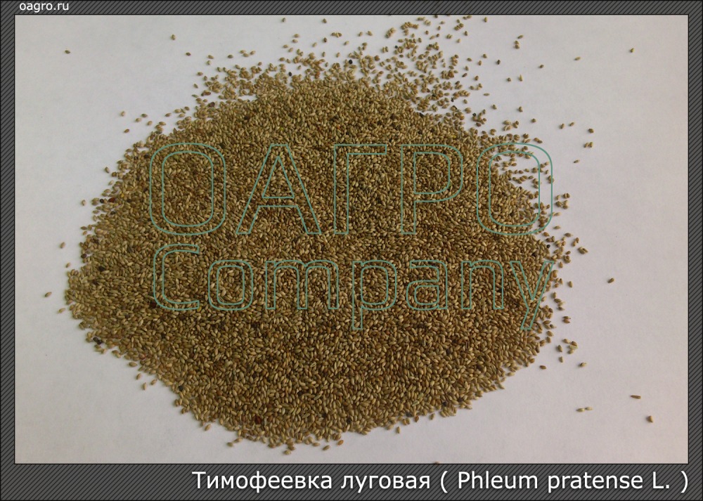 Тимофеевка луговая (Phleum pratense)