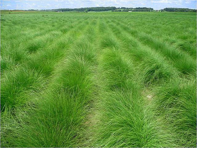 Овсяница луговая (Festuca pratensis Huds.)