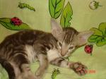 Ориентальный котенок окраса шоколадный мраморный табби (OSH b 22)