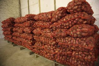 Покупаем картофель от 20 тонн