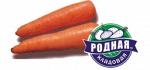 Морковь столовая свежая