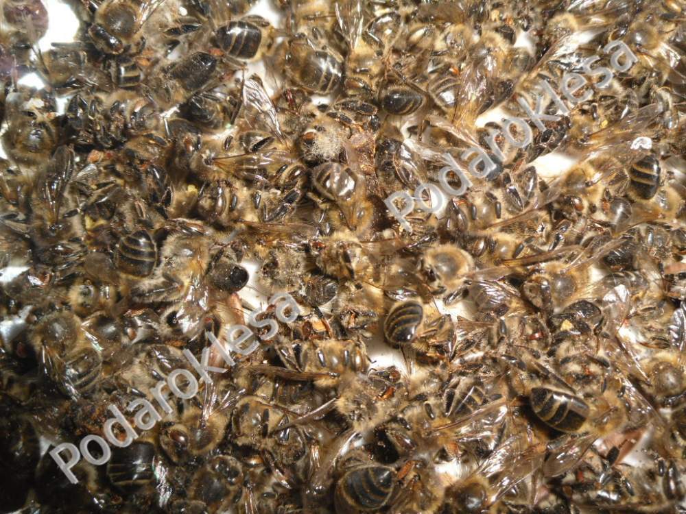 Пчелиный подмор 25 грамм