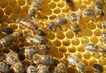 Пчелоотводки на 6 рамках
