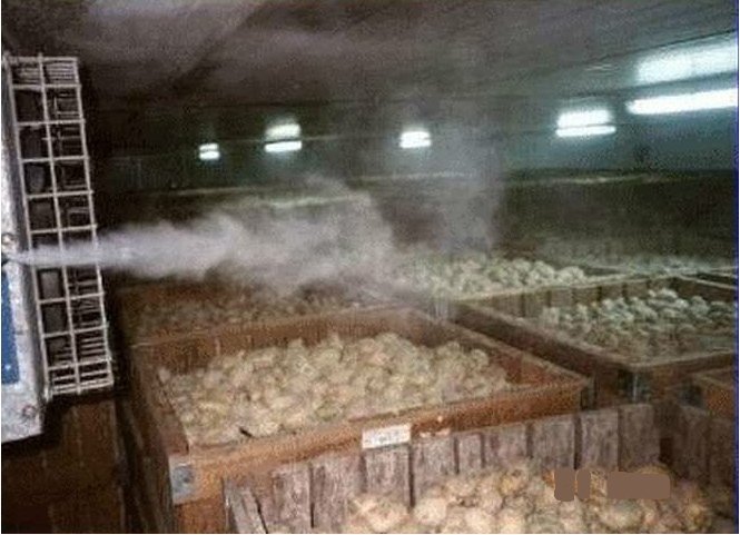 Система тумана  для  увлажнения воздуха при хранении продукции в хранилищах