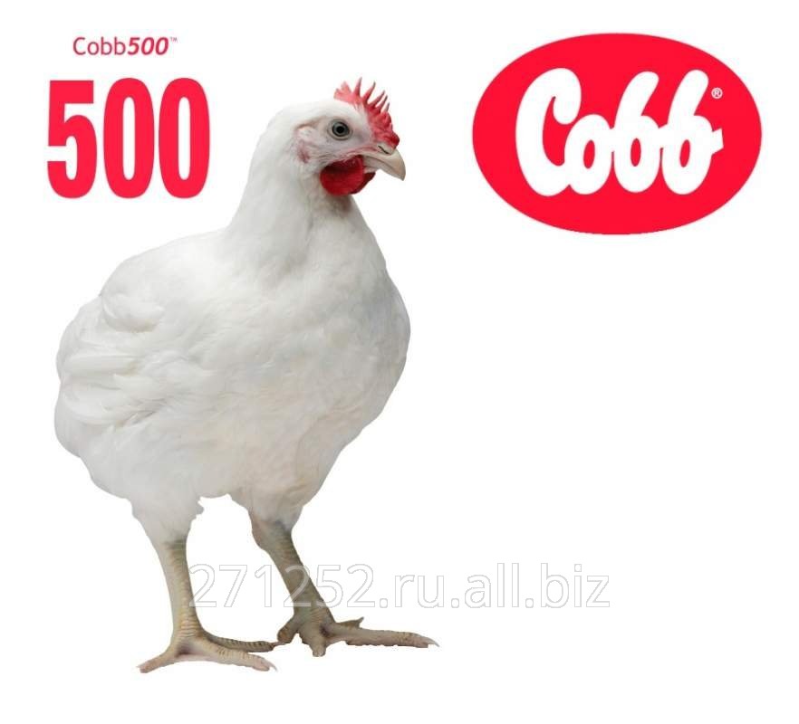 Цыплята бройлер КОББ 500
