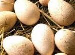 Инкубационное яйцо (гуси)