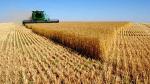 Увеличение урожайности пшеницы