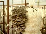 Инструкция по выращиванию грибов вешенки