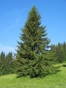 Еловое эфирное масло (Abies picea)