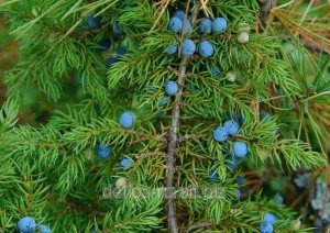 Можжевеловое эфирное масло (Juniperus communis)