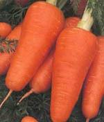 Морковь столовая сорта Карсон