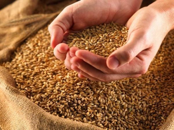 Пшеница Злата 1 репродукция (семена)