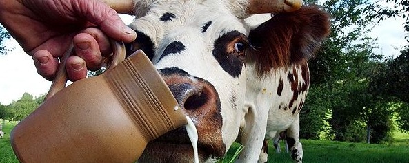 Молоко коровье стерилизованное