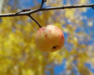 Осение яблоки