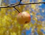 Осение яблоки