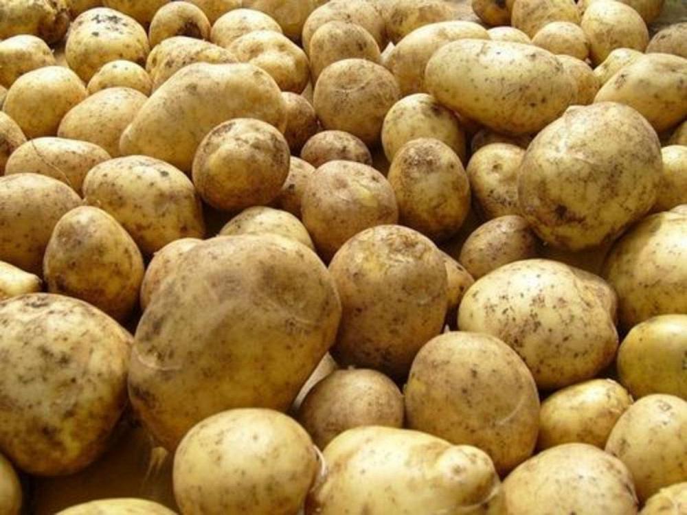 Продам картофель от производителя