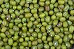 Маш (Mung bean)