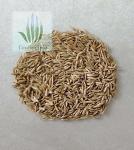 Райграс однолетний (Lolium multiflorum)