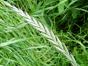 Райграс однолетний (Lolium multiflorum)