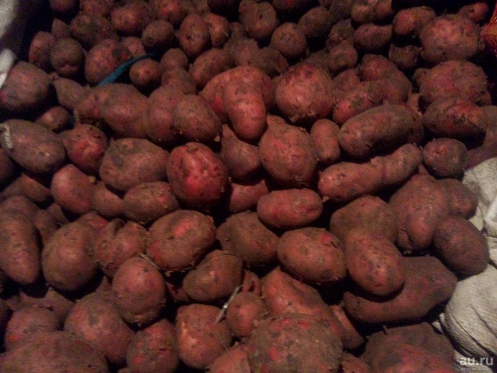 Картофель красный картинки
