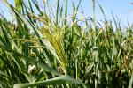 Семена суданской травы Кинельская 100 - Раздел: Сельское хозяйство