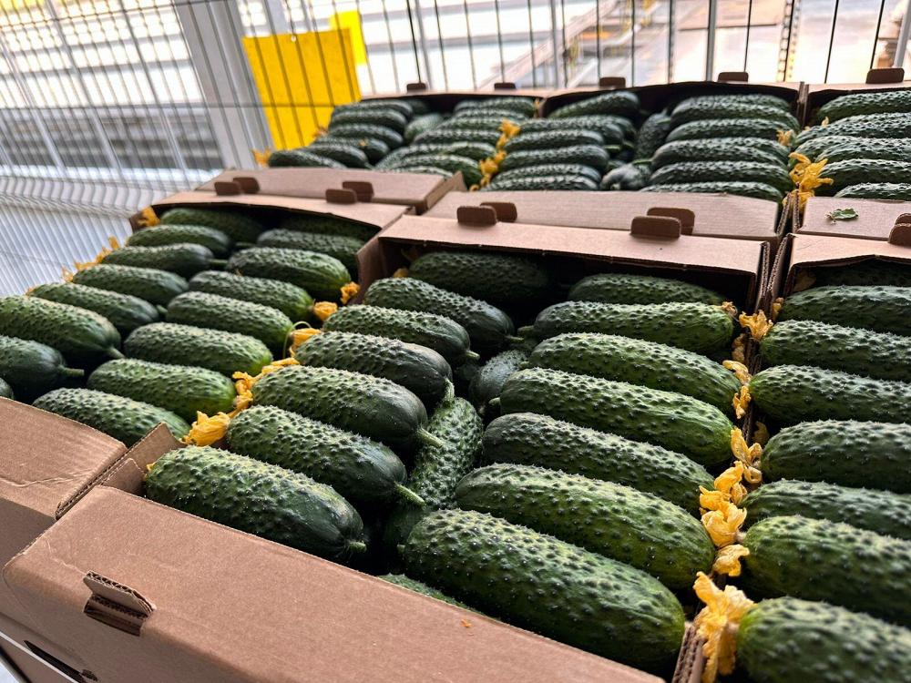 Огурец тепличный колючий короткоплодный Бъёрн