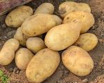 Картофель свежий урожай от производителя 5+