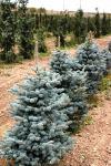 Ель голубая "Глаука" 1-1,5м - Раздел: Товары для садоводов и огородников
