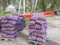 Картофель сорт Розара калибр 5+ крупный и мелкий опт от производителя НСО село Быково