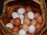 Яйцо куриное - Раздел: Продукты питания, торговля продуктами питания