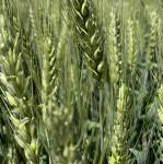 Семена пшеницы озимой купить Аксинья Амбар Аскет Вольница Вольный Дон Донская Степь - Раздел: Сельское хозяйство