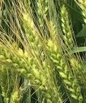 Семена озимой пшеницы зерноградской селекции - Раздел: Сельское хозяйство