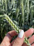 Семена пшеницы озимой купить Акапелла Арсенал Армада Бумба Багира Богема Былина Дона Донская Лира - Раздел: Сельское хозяйство