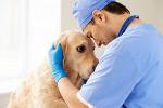 Дистанционное ветеринарное сопровождение домашнего питомца - Раздел: Услуги
