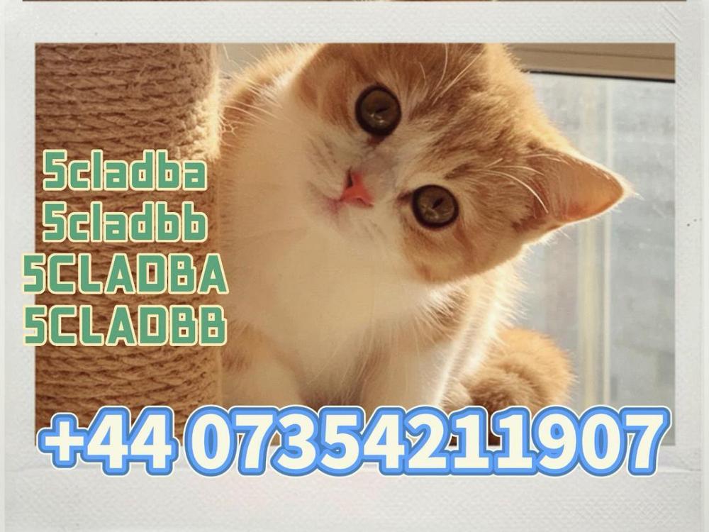 5cladba-Adbb-Raw-Material-5cl-adb-a-Precursor-Raw-5cladba-5f-Adb-4fadb