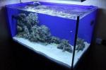Морской рифовый аквариум - Раздел: Зоотовары, товары для животных
