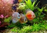 Пресноводный аквариум - Раздел: Зоотовары, товары для животных