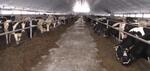 Башкирское ООО Племзавод «Урожай» запустило первую очередь молочного комплекса на 1600 голов КРС