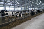 В Калтасинском районе Башкирии заработала крупная животноводческая ферма на 1200 голов