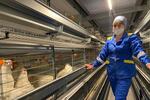 Кировская птицефабрика «Советская агрофирма» ввела новый цех на 145 тыс. голов кур